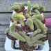 Cleistocactus colademononis (Kaktus) ´MONKEY TAIL´ - kont. P11, výška 5 cm, ⌀10-15 cm 